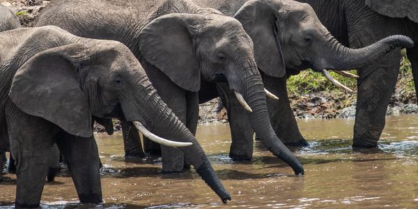 Three elephants drinking water from a muddy river.