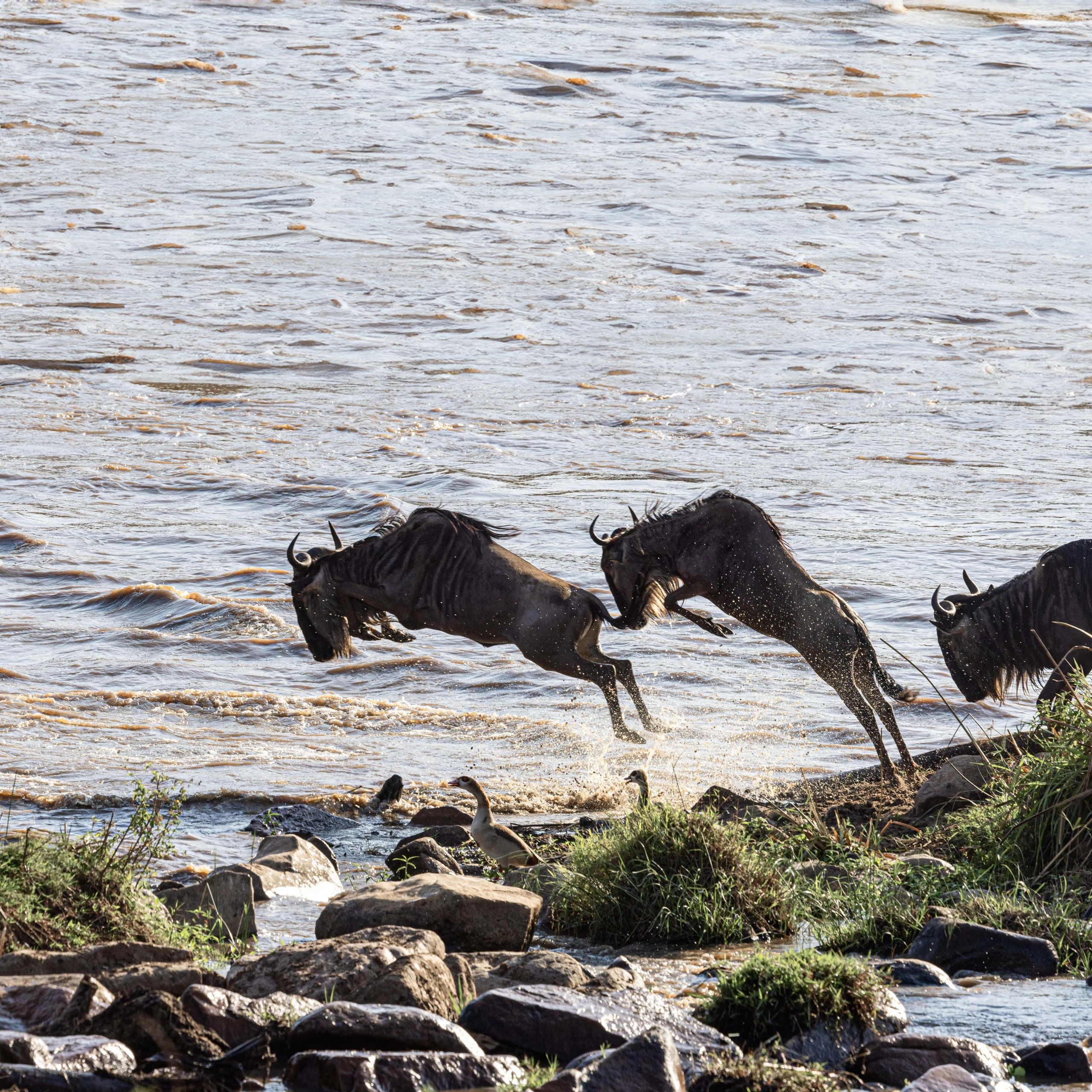 Mara River Crossing