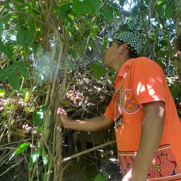 Inonbari cleansing Ayahuasca with mapacho.