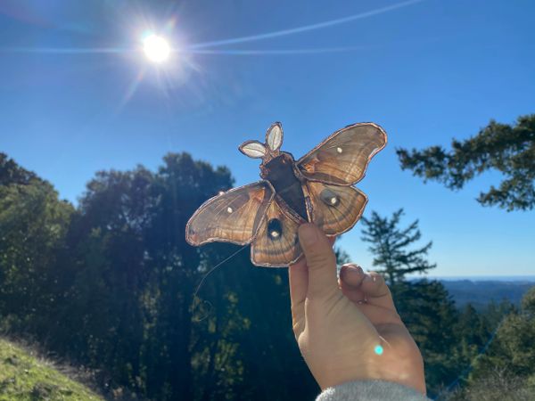 Moth in glass