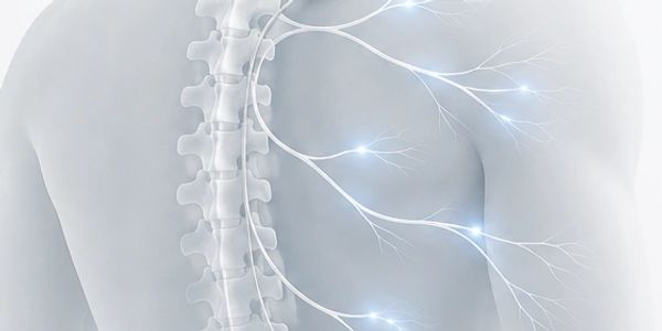 Illustration of the spinal cord and nerves.