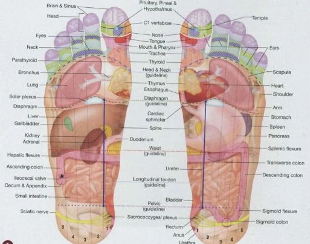 Reflexology chart