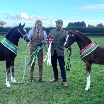 CHAMPION & RESERVE WELSH DRAGON FOAL SASHES 