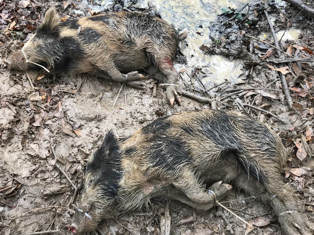 Houston Hog Removal Feral Hogs Houston, Texas