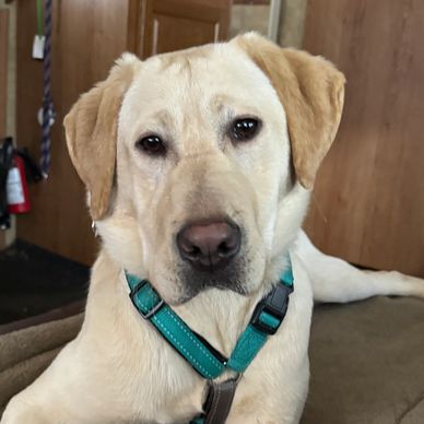 We’re grateful to have matched Annie with veteran Jeff. His wife calls them "peas and carrots," a
