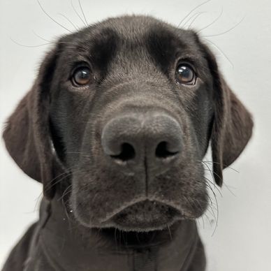 Bowen is our very first Project 2 Heal dog, and we couldn’t be more grateful for the opportunity to 