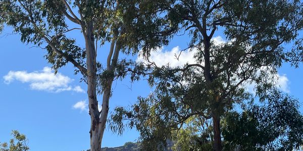 Tall trees with green leaves under a bright blue sky with white clouds.