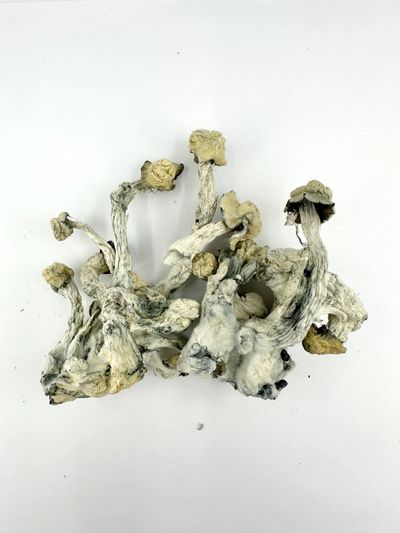 Cluster of dried, twisted mushrooms with pale caps and dark stems on white background.