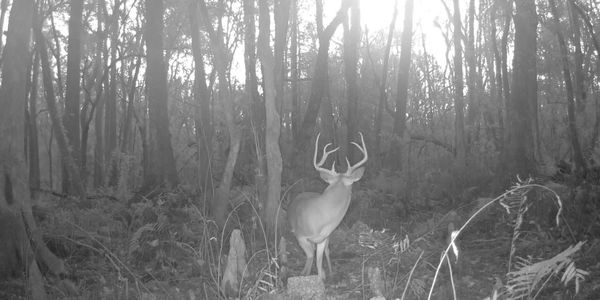 Deer standing in a forest at night.