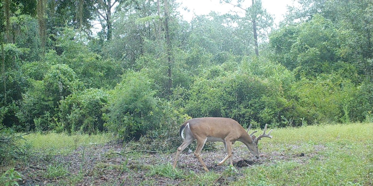 Deer grazing near forest edge.