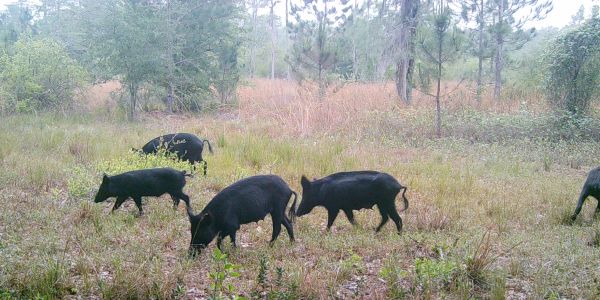 A group of wild boars foraging in a grassy area.