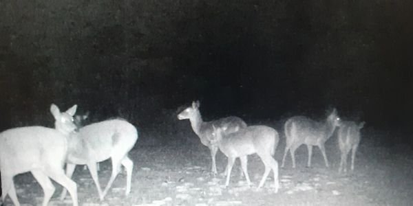 A group of deer at night with glowing eyes.