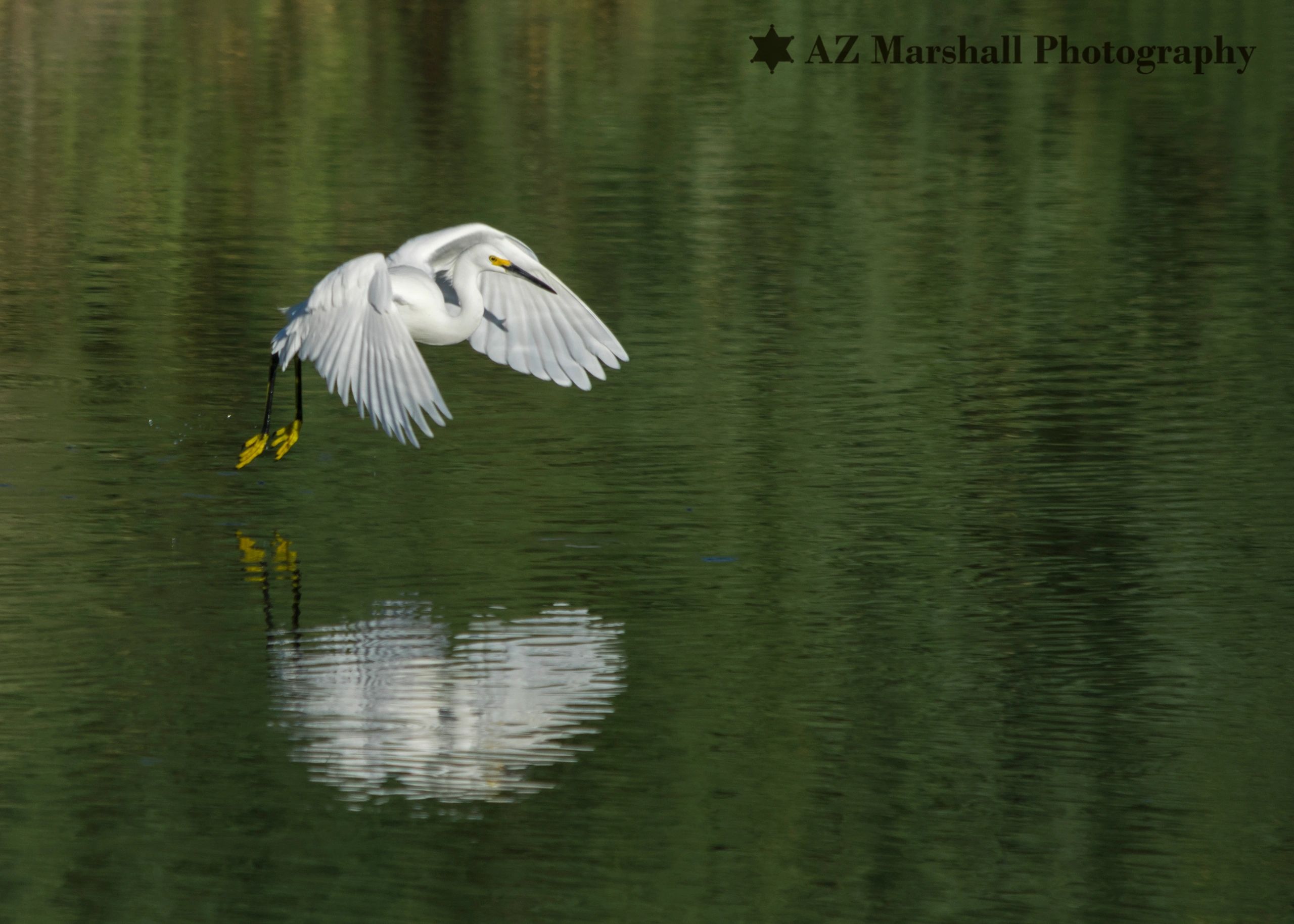 Snowy Egret