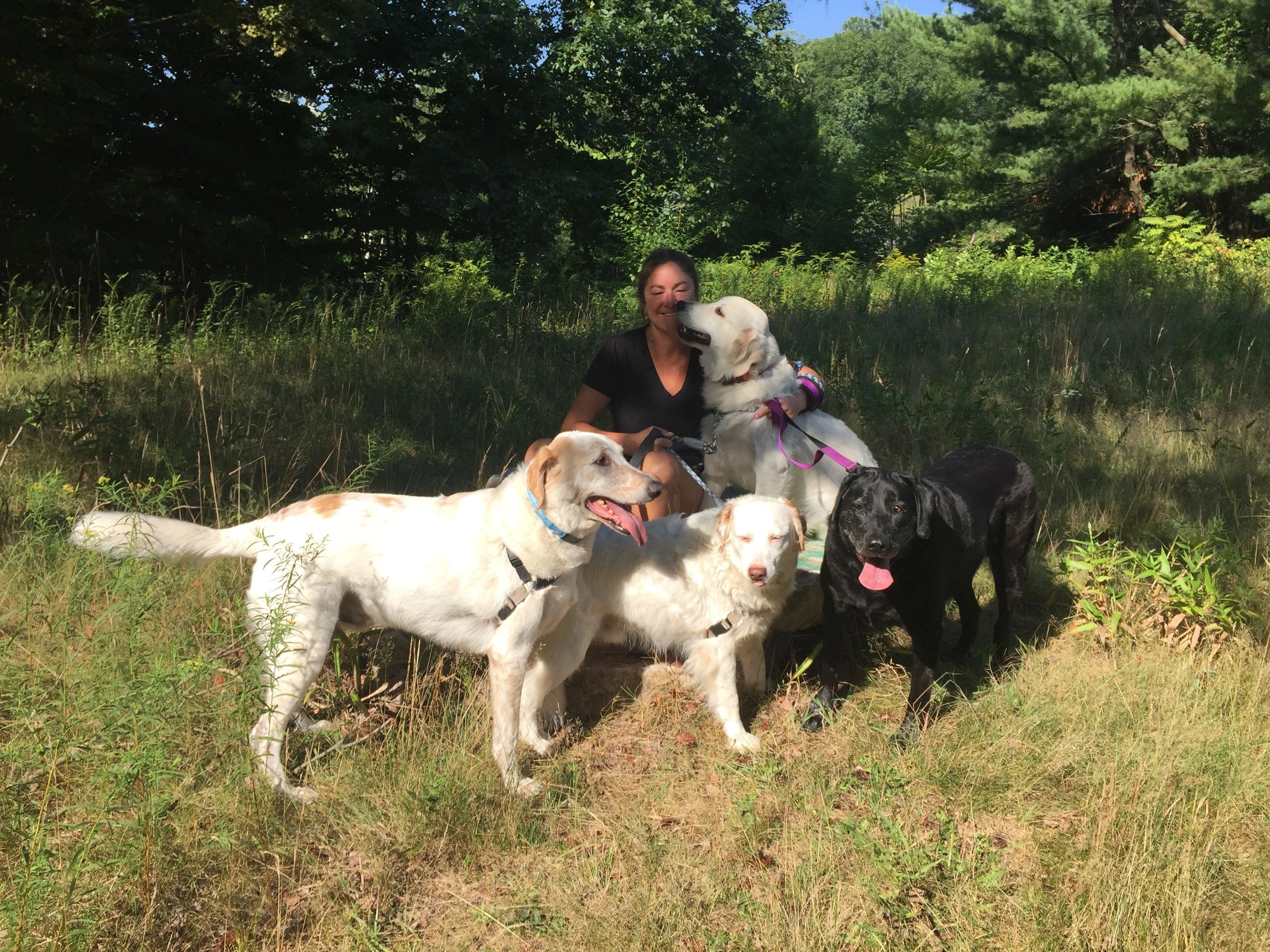 Amanda's Pet Care LLC Dog Walking, Pet Sitting