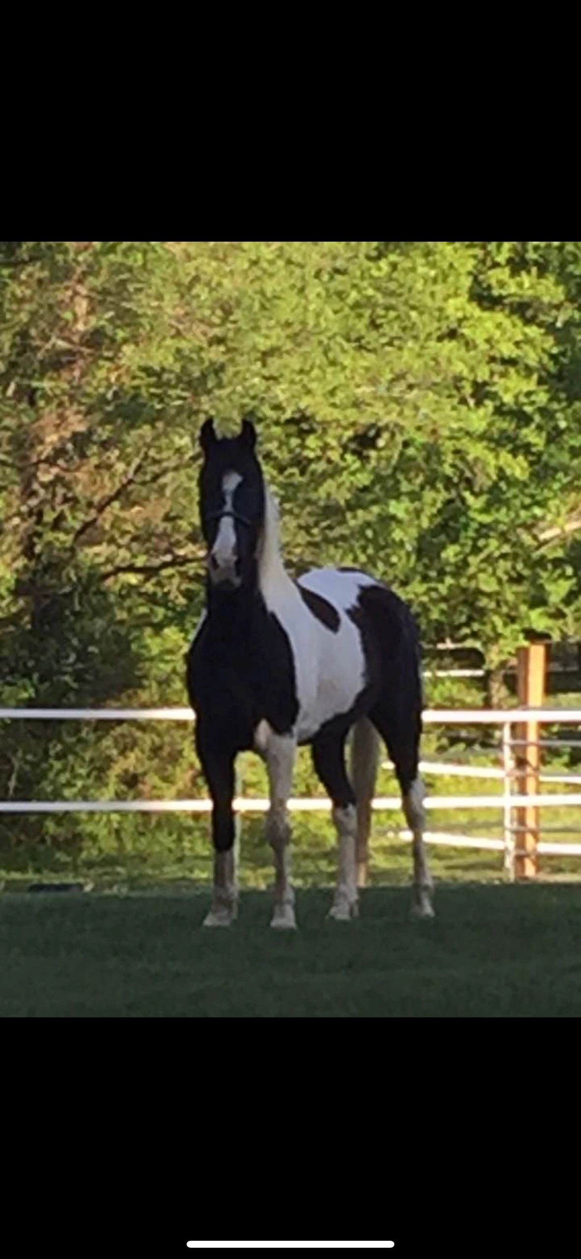 TJ 
14yr old 
16 hand 
Spotted Saddle Horse 
Gelding