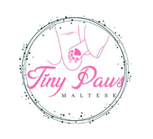 Tiny Paws Maltese