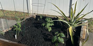 Just one of the raised gardens Zonta members planted.