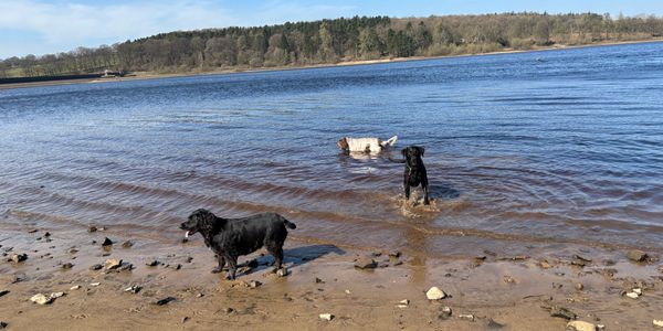 Three dogs playing by the lakeside on a sunny day.