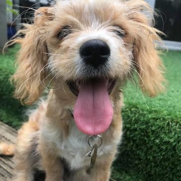 Happy dog with tongue out and curly fur sitting outdoors.