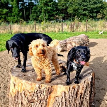 Three dogs standing on a large tree stump outdoors on a sunny day.