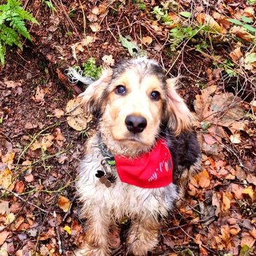 A muddy puppy with a red bandana sitting on autumn leaves in the forest.