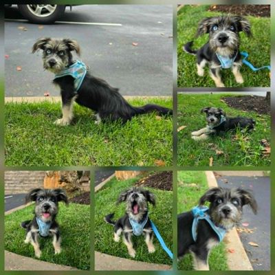 Collage of a small black and brown puppy with a blue harness outdoors.