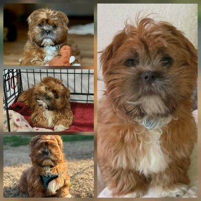 Collage of a small, fluffy brown dog in various poses and settings.