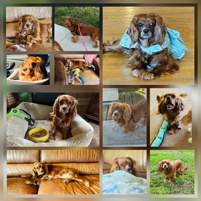 Collage of a brown dog in various indoor and outdoor settings.