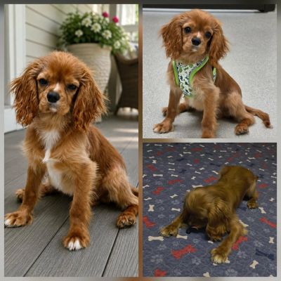 Cute brown puppy in various poses indoors.