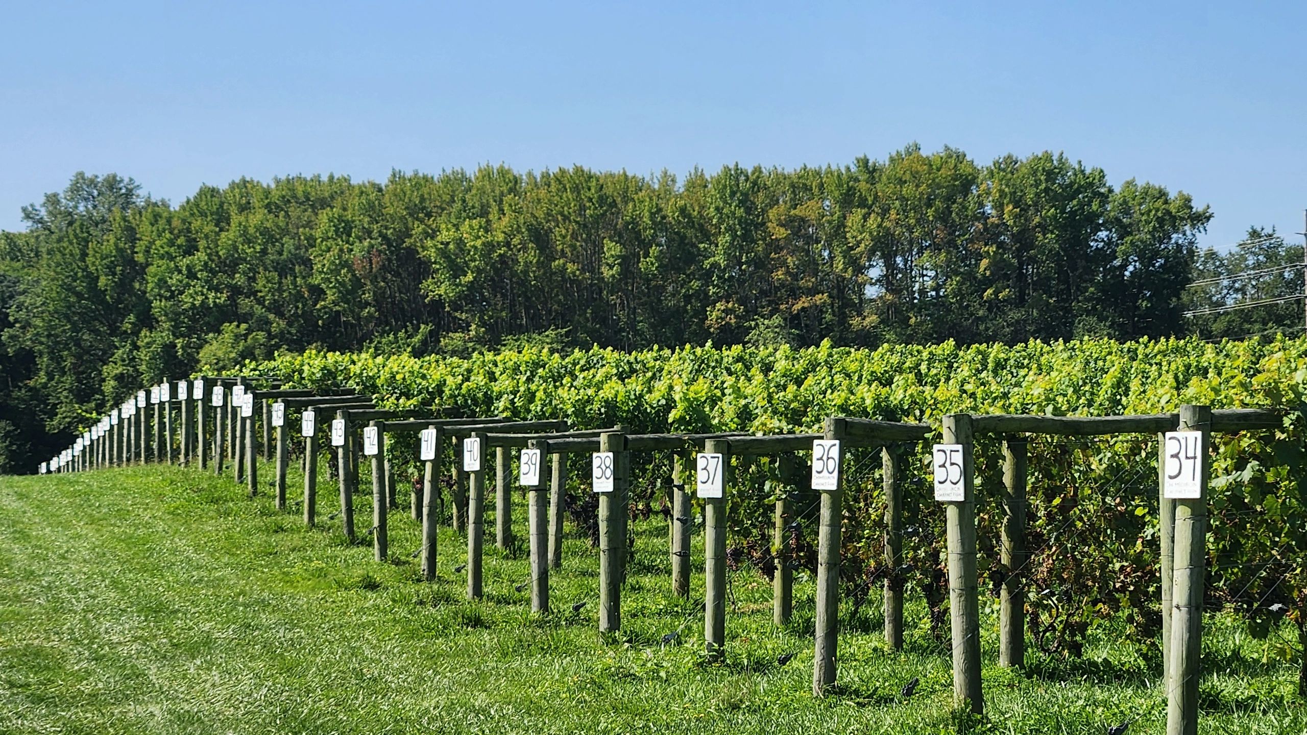 Vineyard long row late summer