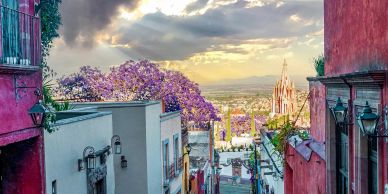 Colorful street view with purple jacaranda trees and a distant church at sunset.