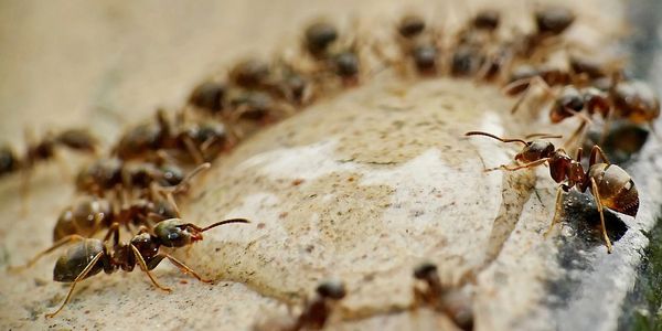 A circle of ants drinking water