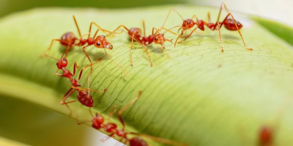 A  line of ants on a leaf