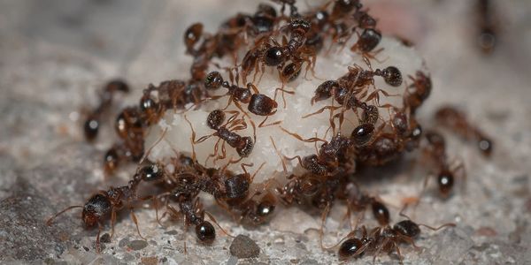 A group of ants 