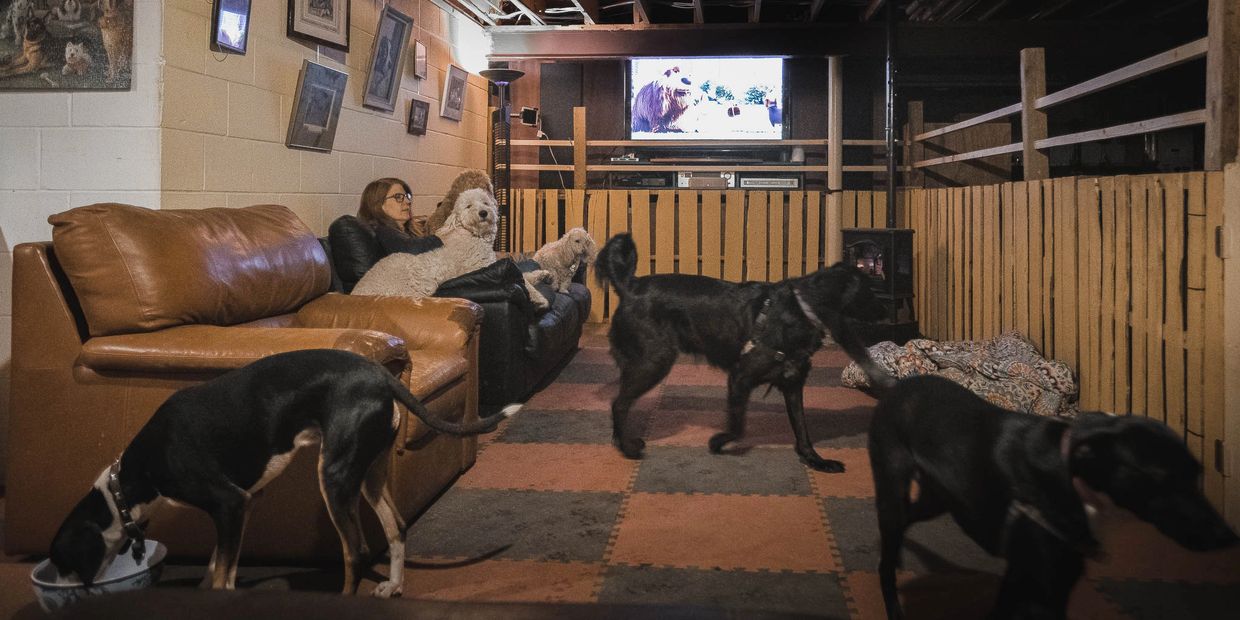 Dog Meadow Dog Daycare, Dog Boarding, Dog Sitter