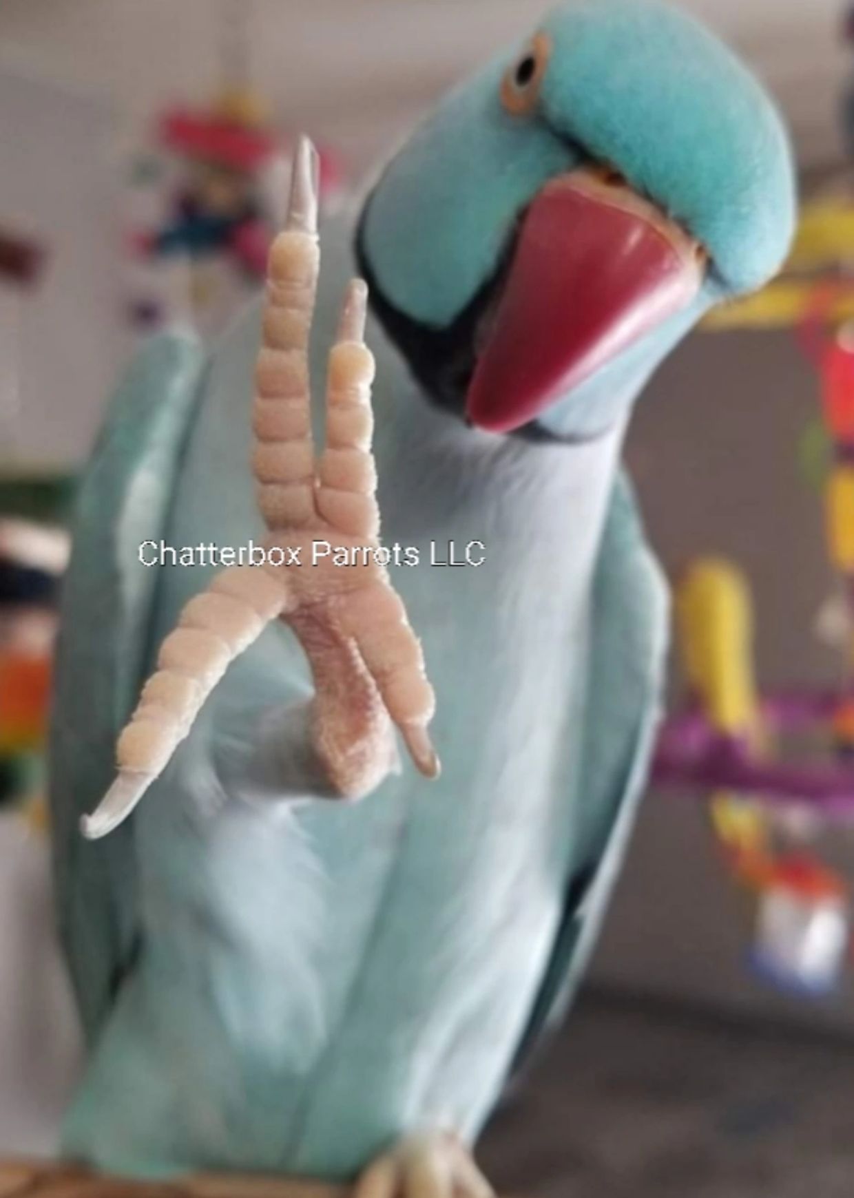 Indian ringneck shop toys