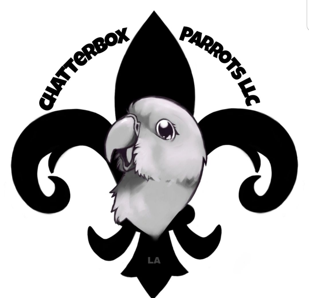 Chatterbox parrots discount