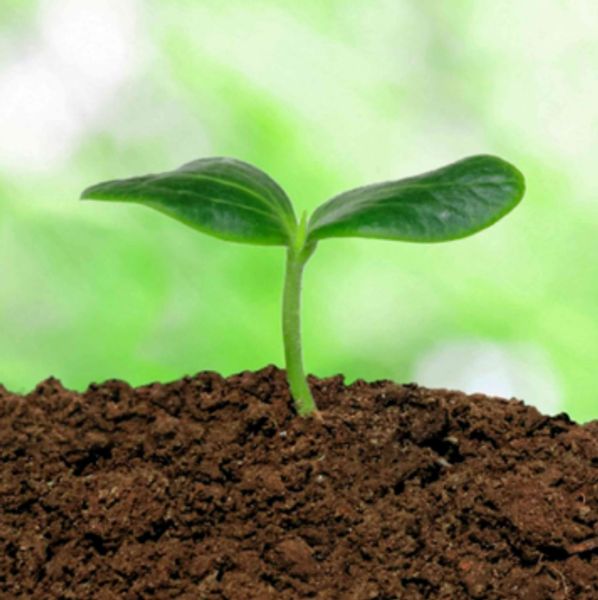 A small green seedling emerging from rich soil with a blurred green background.
