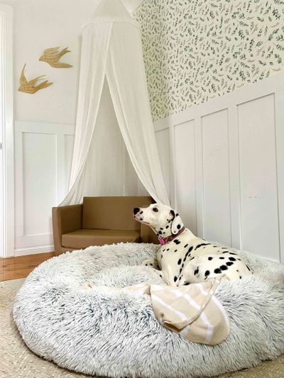 Dog Minding