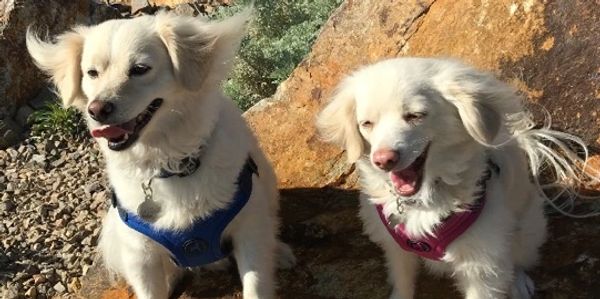 thebarkbutler, the bark butler, dog walking, pooper scooper, pet sitting, las vegas