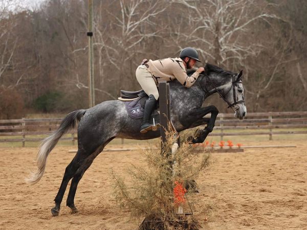 Rider on a gray horse jumping over an obstacle in an outdoor arena.