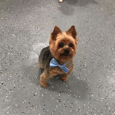 Groomed dog