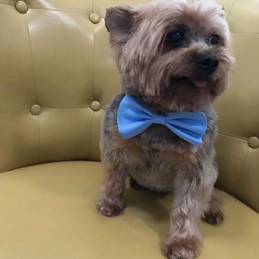 Groomed dog