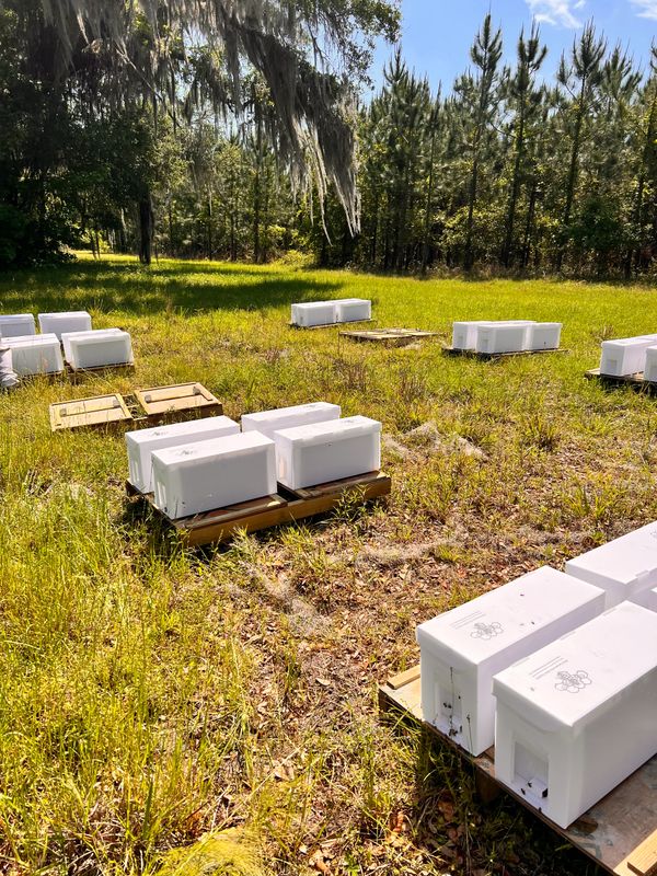 White beehives set up in a sunny open field surrounded by trees.