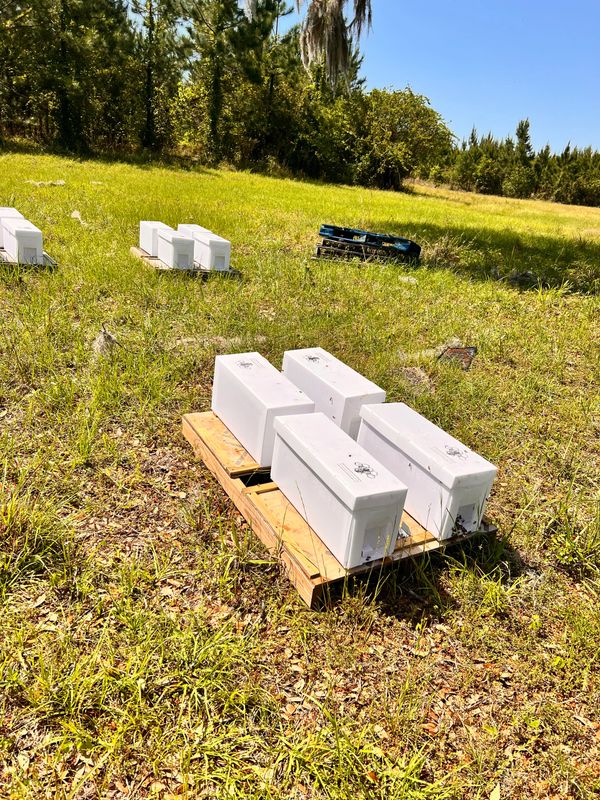 White beehive boxes on pallets in a sunny grassy field with trees.