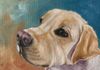 A White Lab - Oil 6x6 mounted on a 1.5" depth cradle panel ready to hang $135