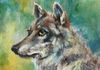 Wolf - Oil 6x6 mounted on a 1.5" depth cradle panel ready to hang $135