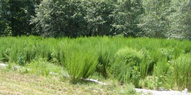 Constructed wetlands