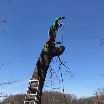 A man standing on top of tree helping to cut the tree stem near lake