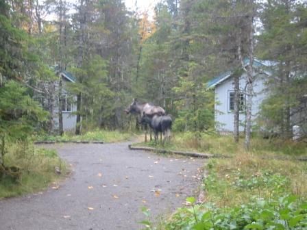 cottonwood lodge and cabin rental - Photo 4